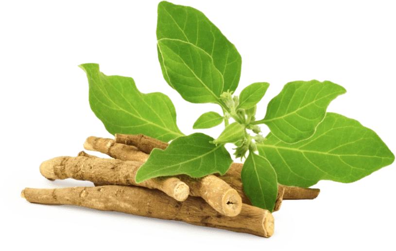 Illustration accompanying Panax Ginseng Aerial Extract