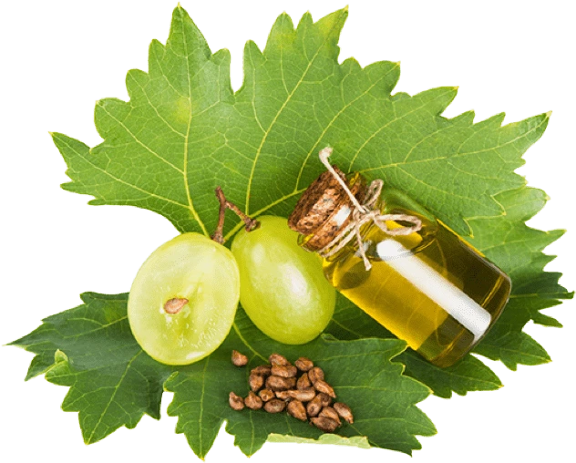 Illustration accompanying Grape Seed Extract