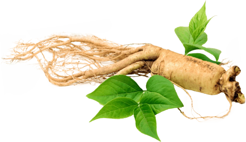 Illustration accompanying Eleutherococcus Root Extract