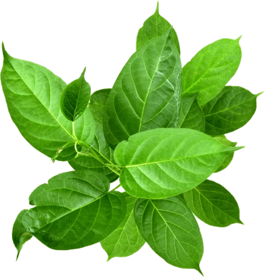 Illustration accompanying Gymnema Leaf Extract
